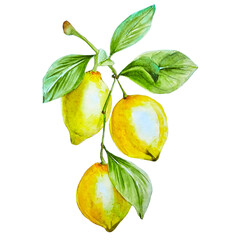 Watercolor branch with three yellow lemons with leaves hand drawn clipart isolated