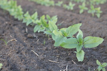 sprouts of sunflower in a field