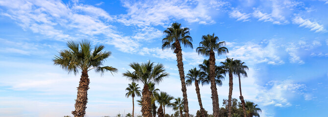Many palm trees under Cyprus blue sky with few fluffy clouds.