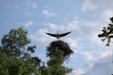 stork on the nest