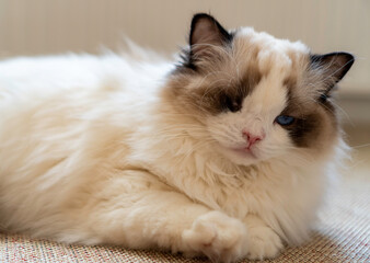One eyed fluffy white purebred Ragdoll cat with blue eyes, lying on the floor looking somewhere.