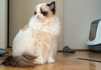 One eyed fluffy white purebred Ragdoll cat with lazy blue eyes, sitting on the floor looking...