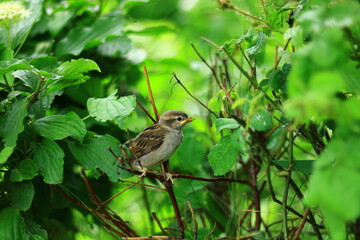 sparrow chicks on a branch