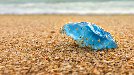 Fototapeta na wymiar blue jellyfish on the sea sand close-up