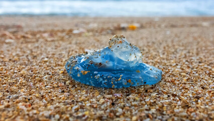 blue jellyfish on the sea sand close-up