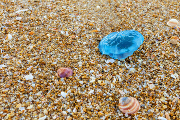 blue jellyfish on the sea sand close-up