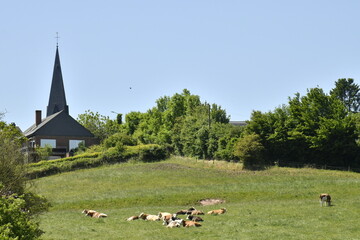 Troupeau de vaches dans une prairie près de la Collégiale Saint Ursmer à Lobbes 