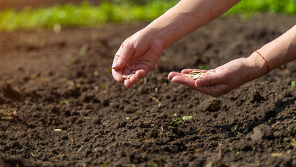 A woman farmer plants seeds in the garden. Selective focus.