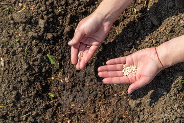 A woman farmer plants seeds in the garden. Selective focus.
