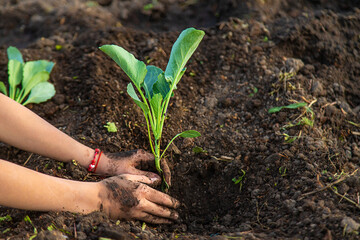 A woman farmer plants cabbage in her garden. Selective focus.
