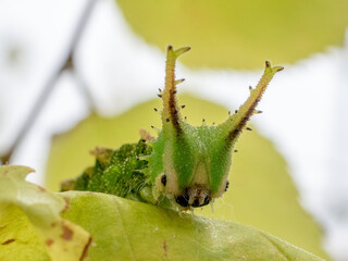 オオムラサキの幼虫