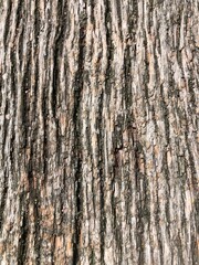 old wood texture