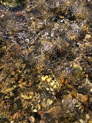 closeup of a steam with small stones