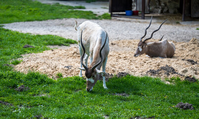 One Addax nasomaculatus lies in the sand and the other stands on the grass