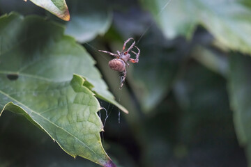 A hairy spider spinning a web.