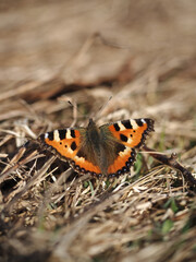 Butterfly on grass