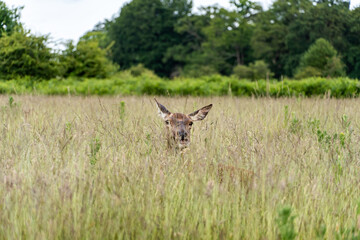 Plakat Deer in the Richmond Park, London, England.