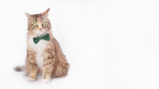 Isolated Kitten in  on white background. Beautiful funny Kitten with a green bow tie. Portrait adorable Kitten large eyes. Cat posing at camera. Space for text. Web banner. Studio shot of domestic Cat