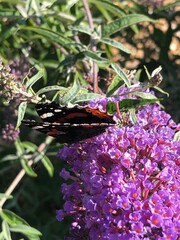 butterfly on flower