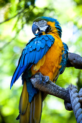blue and yellow macaw