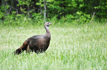 Turkey in the Grass
