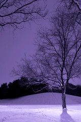 Vertical Shot of Light Post behind the Tree, Winter Scene