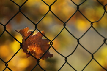 una foglia di quercia su una recinzione in autunno