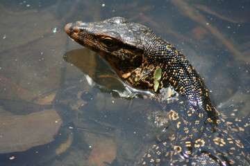 Close up picture of a Monitor Lizard