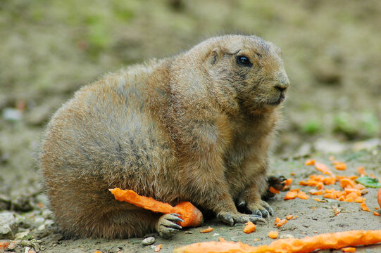 Prairie dog with a carrot