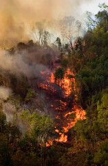 Forest fire
