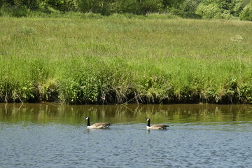 Deux canards col-vert nageant tranquillement dans les eaux de la Sambre à Thuin 