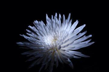 Just a simple flower