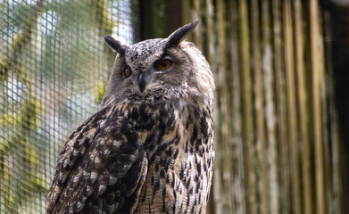 Portrait of a Great Horned Owl looking to the side at the Cascades Raptor Center in Eugene, Oregon 