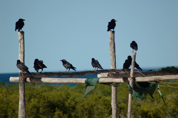 Crows gathered on structure.