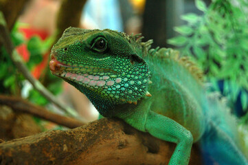 Iguana-on-stick