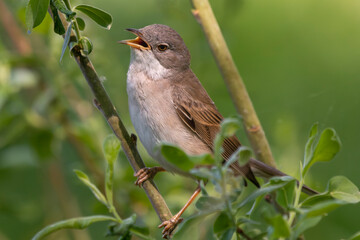 Fototapeta premium Common whitethroat or greater whitethroat - Curruca communis perched and singing with green background. Photo from nearby Mragowo in Masuria in Poland