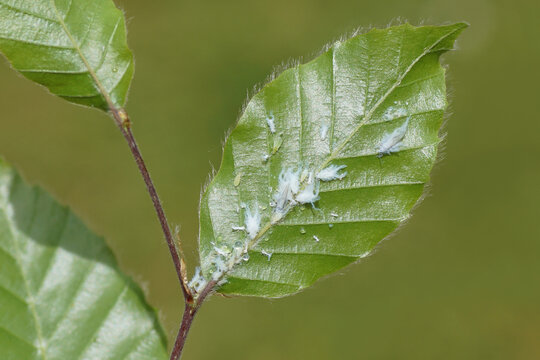 Underside of young beech leaves with Woolly beech aphids (Phyllaphis fagi). Aphids covered with woolly wax. Tribe Macrosiphini. Subfamily Aphidinae. Family Aphids (Aphididae).