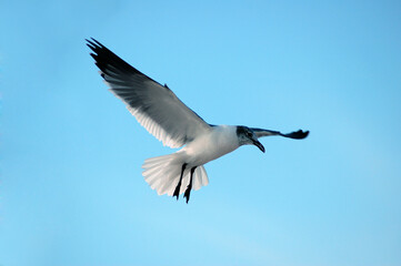 Obraz premium Seagull getting ready to land