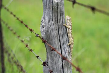 A chameleon sitting on a pole behind barbed wire.