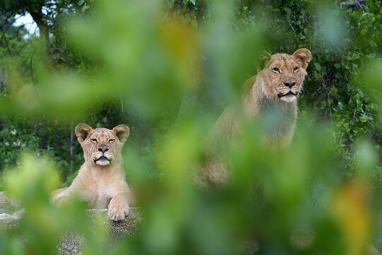 Two lions watching something in the distance.