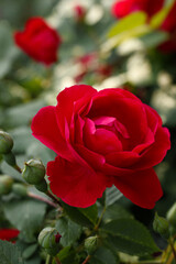 red rose in garden