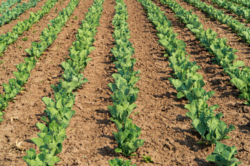 Fototapeta na wymiar View of cabbage field. Rows of cabbage field. Fresh green cabbage. Growing cabbage. Agrarian business. Agricultural scene