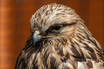 Close up portrait of a Rough Legged hawk at the Cascades Raptor Center in Eugene, Oregon 