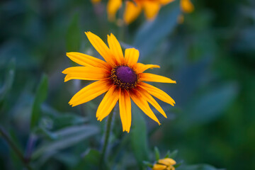 Rudbeckia Black-Eyed Susan in summer garden.