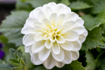 A white blooming dahlia flower