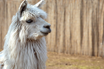 Portrait of a white alpaca (Vicugna pacos) . Close-up of a suri alpaca head. Copy space.