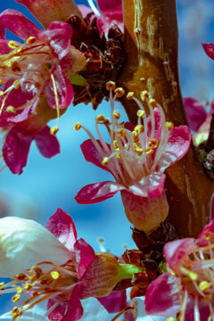 flores del campo