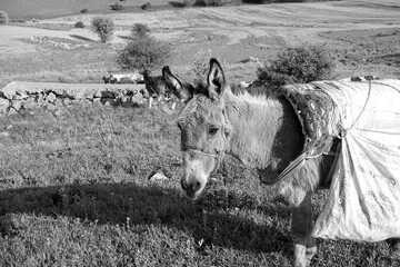 a shepherd's donkey with its saddlebag on its back, grazing on the green plateau,