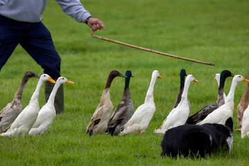 ducks being herded