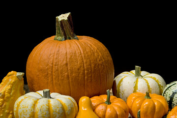 Variety of pumpkins and gourds on a black background.